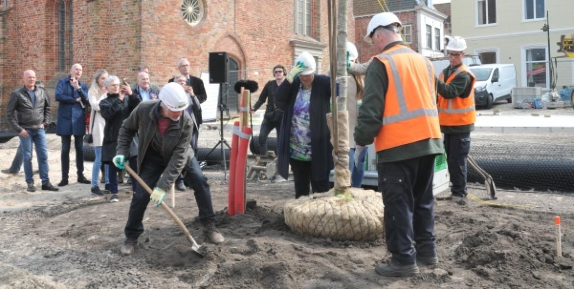 Ook eerste boom op Markt nu geplant