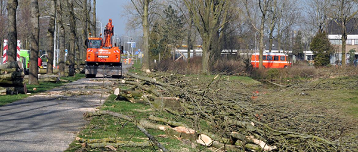 Kap van bomen aan Dongeradyk in Dokkum gestart