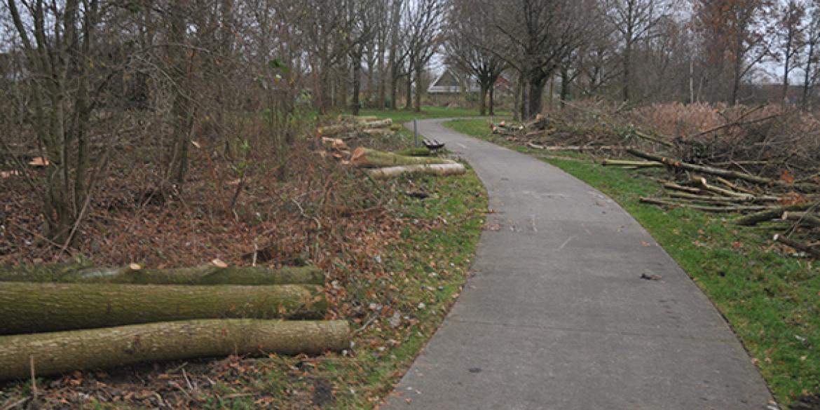 Raadsleden op excursie bomenkappen