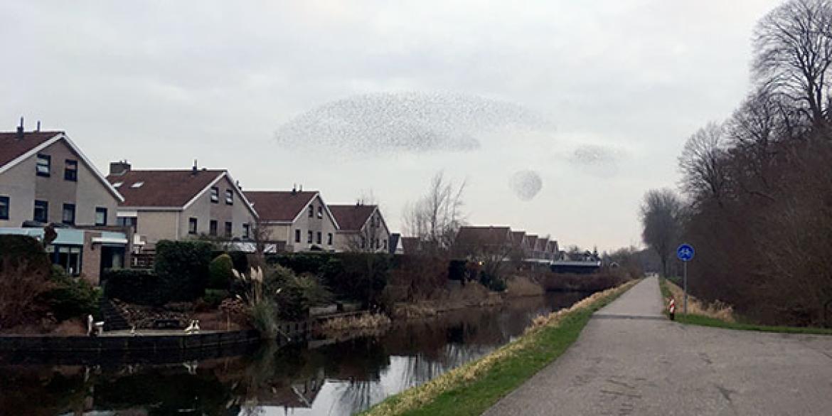 Spreeuwen in Dokkum: bijzonder natuurverschijnsel