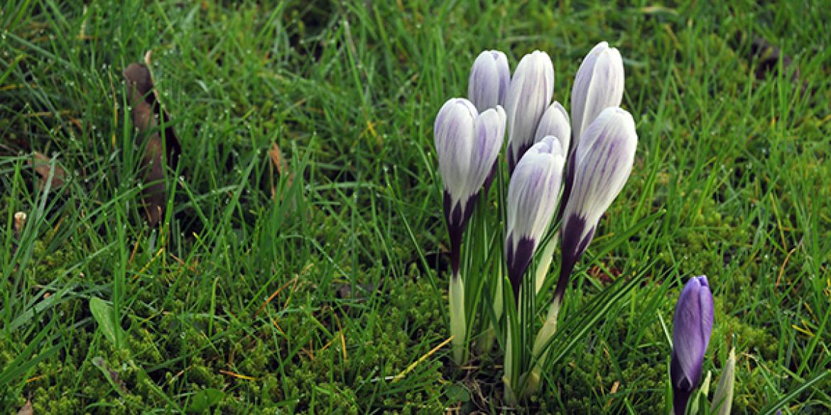 Lente op komst in Dokkum!