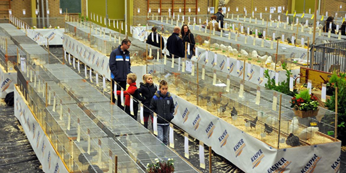 Frieslandshow met 708 beesten in sporthal de Trimmer