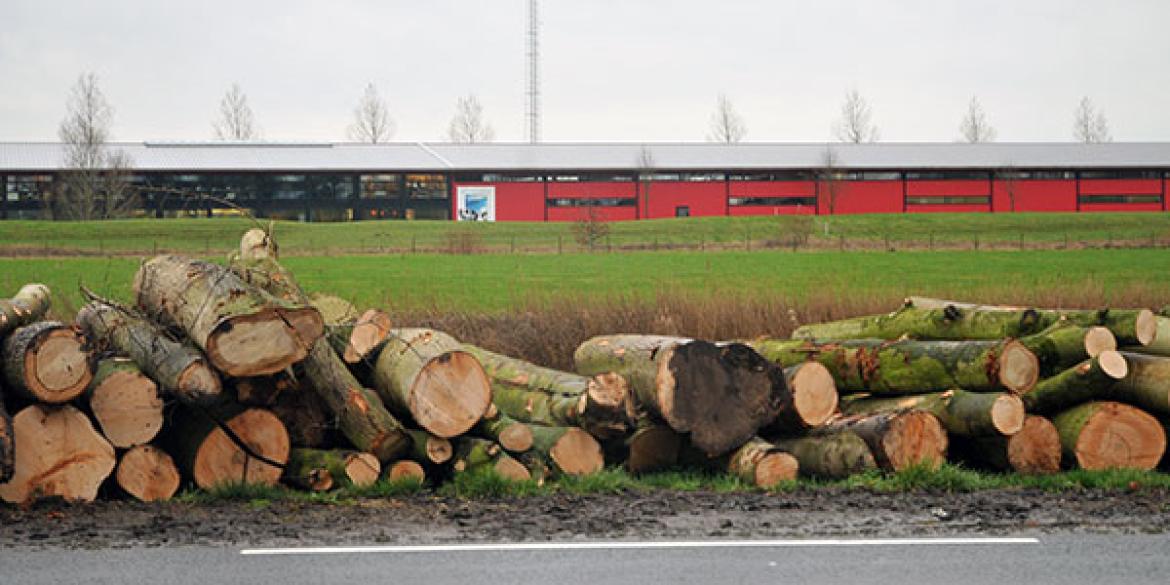 Flinke snoeibeurt voor Dokkumer Bos