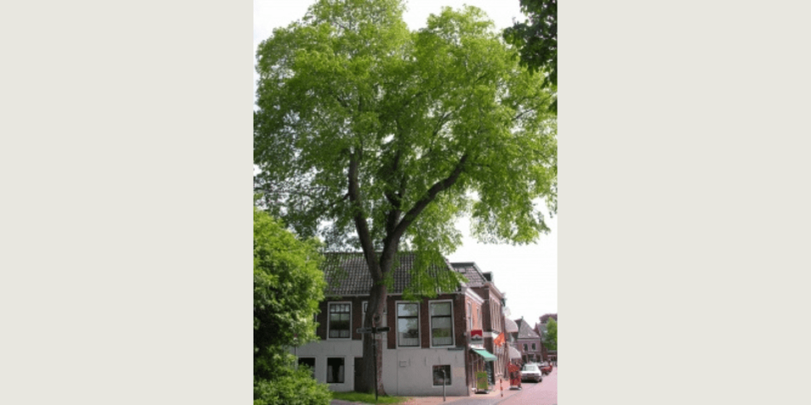 Monumentale iep omgevormd tot kunst in Museum Dokkum