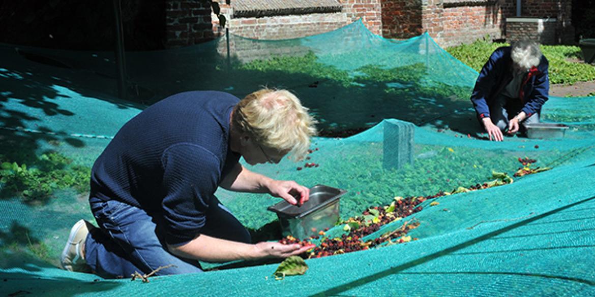 Oogst monumentale Moerbeiboom in volle gang