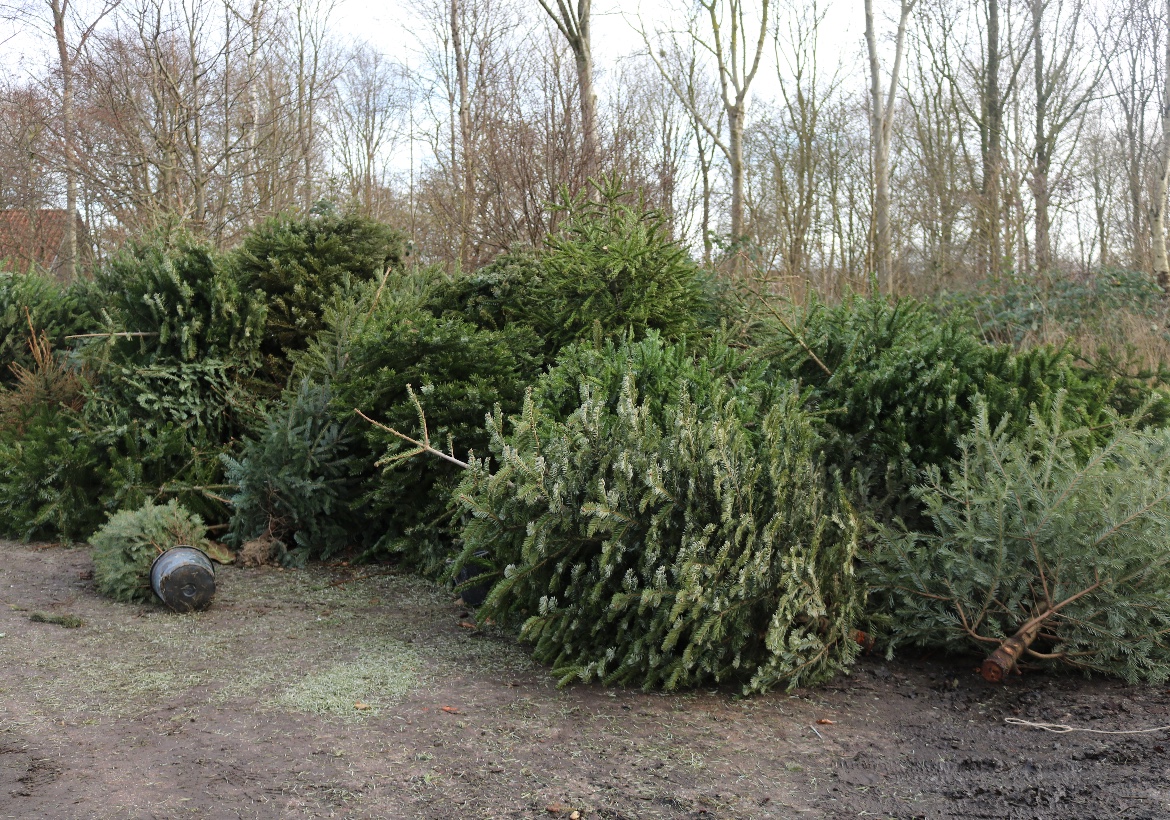 Kerstbomenactie Noardeast-Fryslân: lootjes en waardebonnen voor ingeleverde bomen