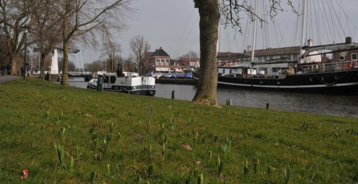 Tulpen steken de kop op in Dokkum