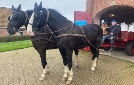 Molenseizoen Dokkum geopend met paard-en-wagen